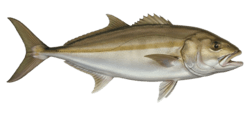 Amberjack