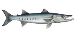 Barracuda