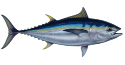 Tuna