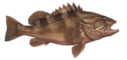 Grouper
