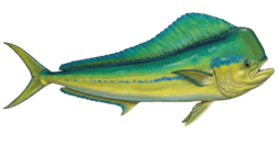 Mahi Mahi