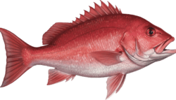 Snapper