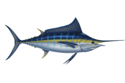 Sailfish